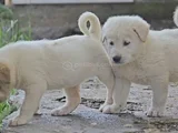 Akbaş Dışı Erkek Yavrularim