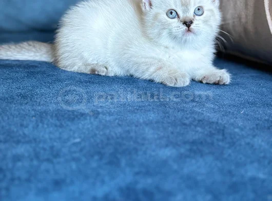 Anne Yanından British Shorthair Yavrularımız Ziyarete Açık görsel