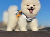 Orji̇nal Pomerani̇an Boo Sağlikli