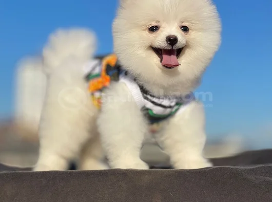 Orji̇nal Pomerani̇an Boo Sağlikli görsel