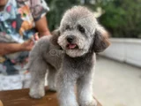 Orji̇nal Maltese Terrier