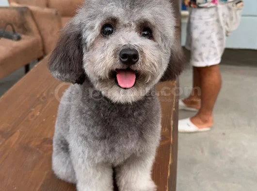 Orji̇nal Maltese Terrier