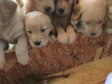 Golden Retriever Yavrularimiz