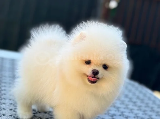 Orji̇nal Pomerani̇an Boo Sağlikli Yavrular görsel