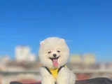 Orji̇nal Pomerani̇an Boo Sağlikli