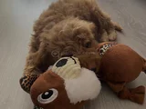 3 Aylık Dişi Maltipoo