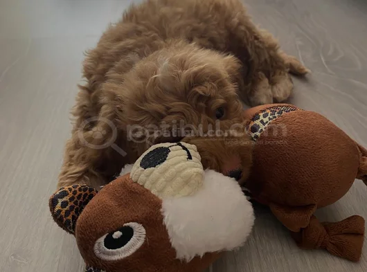 3 Aylık Dişi Maltipoo görsel