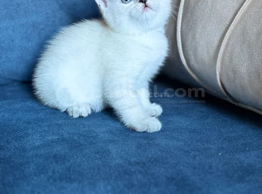 Anne Yanından British Shorthair Yavrularımız Ziyarete Açık görsel