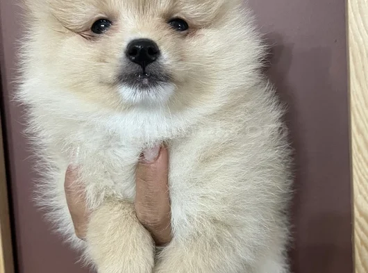 Ayı Surat Pomerani̇an Booo görsel