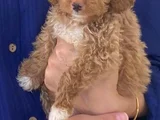 3 Aylık Dişi Maltipoo