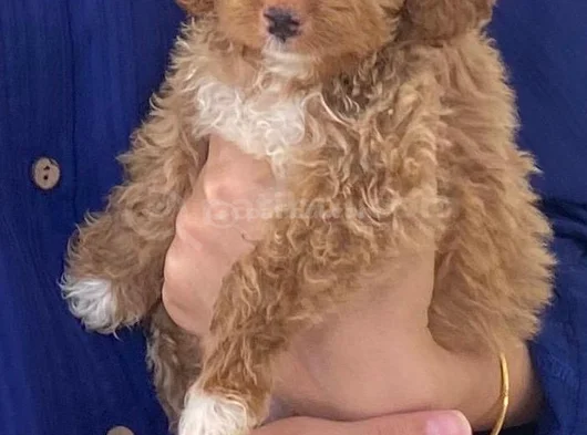 3 Aylık Dişi Maltipoo görsel