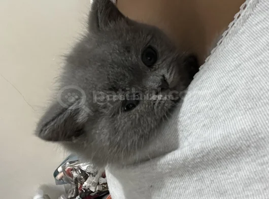 2 Aylık British Shorthair Kedim İçin Yuva Arıyorum görsel
