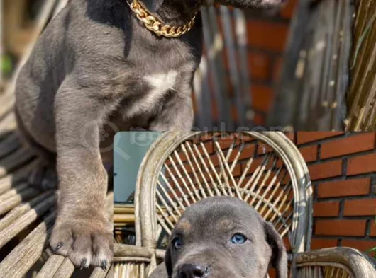 Canecorsa Safkan Bebekler görsel