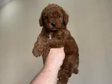 Bi̇ Colour Nadi̇r Renk Toy Poodle Bebeği̇mi̇z
