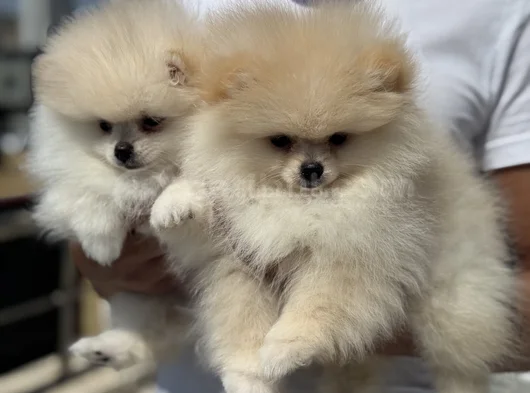 Petmode Köpek Çiftliğinde Ziyarete Açık Pomeranian görsel