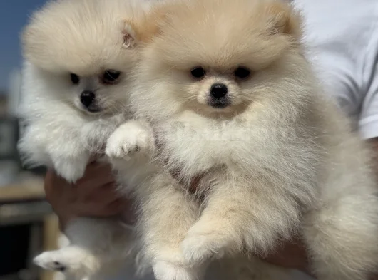 Petmode Köpek Çiftliğinde Ziyarete Açık Pomeranian görsel