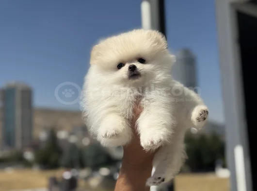 Petmode Köpek Çiftliğinde Ziyarete Açık Pomeranian görsel
