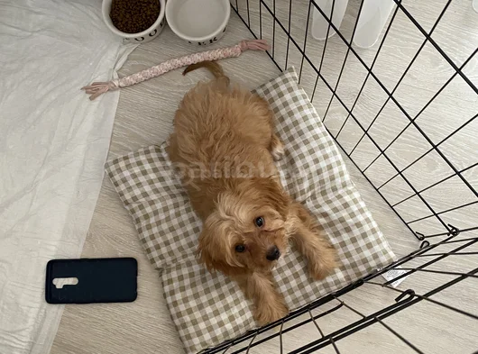 Malti̇po görsel
