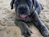 Canecorsa Safkan Bebekler