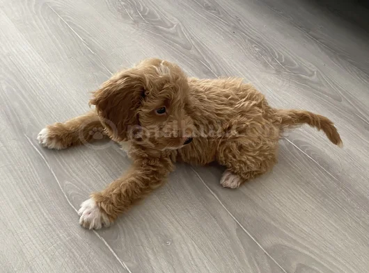 3 Aylık Dişi Maltipoo