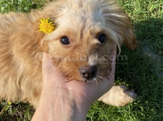 Malti̇po görsel
