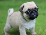 Dişi erkek pug yavrularımız