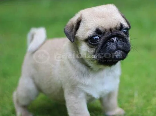Dişi erkek pug yavrularımız