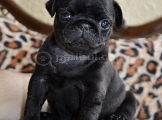 Dişi Erkek Pug Yavrularımız görsel