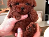 Sağlikli Toy Poodle Yavrular
