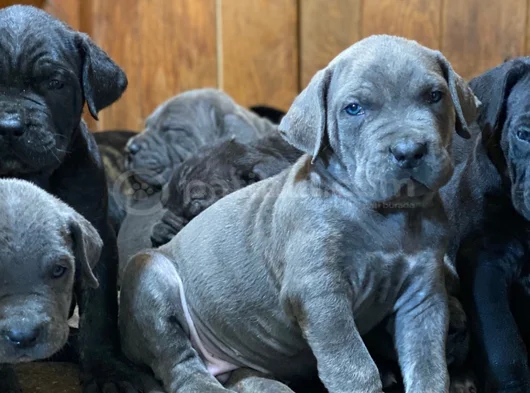 Canecorsa Safkan Bebekler görsel