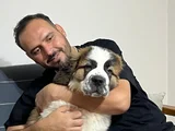 Üst Kali̇te St Bermard Safkan