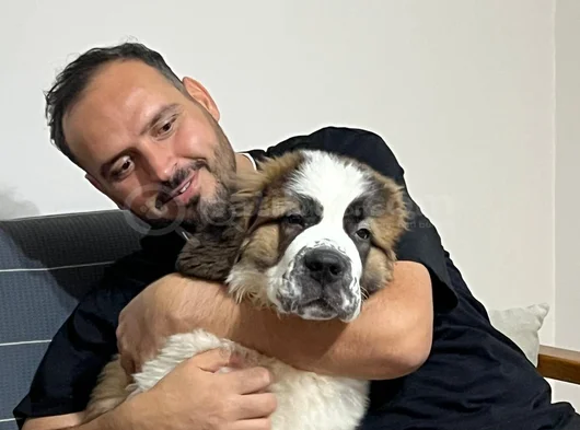Üst Kali̇te St Bermard Safkan görsel