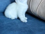 Anne Yanından British Shorthair Yavrularımız Ziyarete Açık