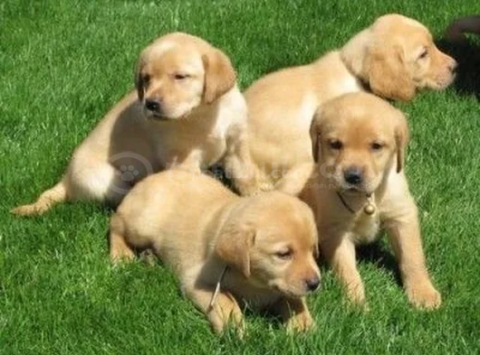 Golden Retriever Yavrularimiz