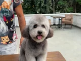 Orji̇nal Maltese Terrier