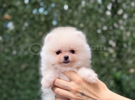 Orji̇nal Pomerani̇an Boo Sağlikli Yavrular görsel