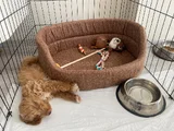 3 Aylık Dişi Maltipoo