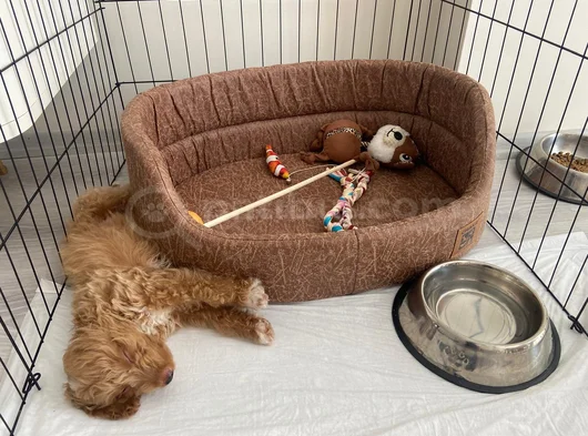 3 Aylık Dişi Maltipoo görsel