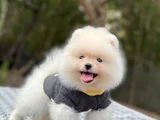 Orji̇nal Pomerani̇an Boo Sağlikli Yavrular