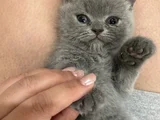 2 Aylık British Shorthair Kedim İçin Yuva Arıyorum