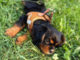 3 Aylık Özel Renk Cavalier King Charles Yavrumuz