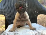 Aileden French Bulldog Bebekler