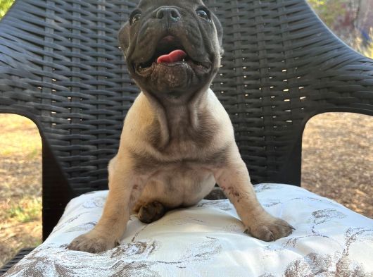 Aileden French Bulldog Bebekler görsel