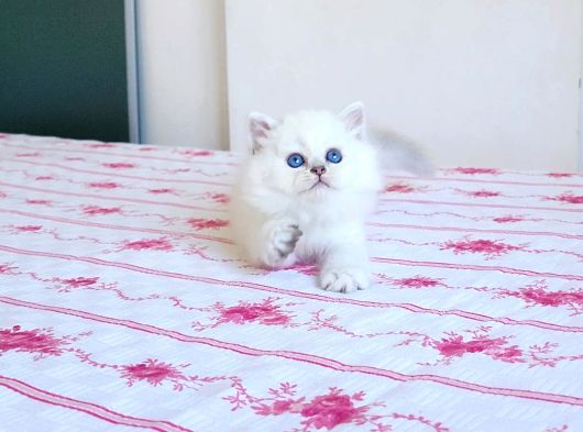 Okyanus Gözlü Bebek Surat Bri̇ti̇sh Longhai̇r Safkan Yavrum görsel