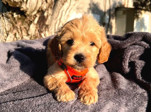 Sevimli Maltipoo Bebek  Sevgi Dolu Yuva Arıyor görsel