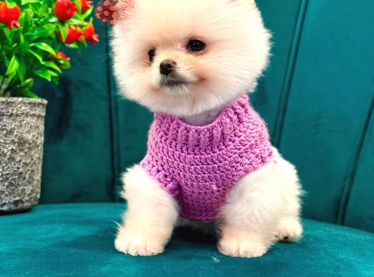 A Kalite Pomeranian Yavrularımız görsel