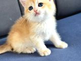 A Kalite Bri̇ti̇sh Shorthai̇r Golden  Yavrular