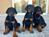 Dişi erkek a kalite doberman yavrularımız