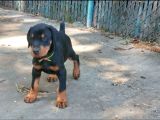 Dişi Erkek A Kalite Doberman Yavrularımız
