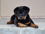 A Kalite Dişi Erkek Rottweiler Yavrular